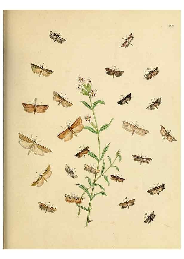 Reproducción/Reproduction 9219096894: British moths and their transformations.. London :W. Smith,1843-45.