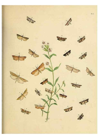 Reproducción/Reproduction 9219096894: British moths and their transformations.. London :W. Smith,1843-45.