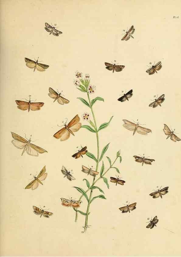 Reproducción/Reproduction 9219096894: British moths and their transformations.. London :W. Smith,1843-45.
