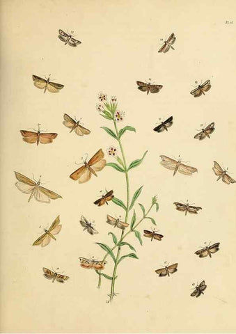 Reproducción/Reproduction 9219096894: British moths and their transformations.. London :W. Smith,1843-45.