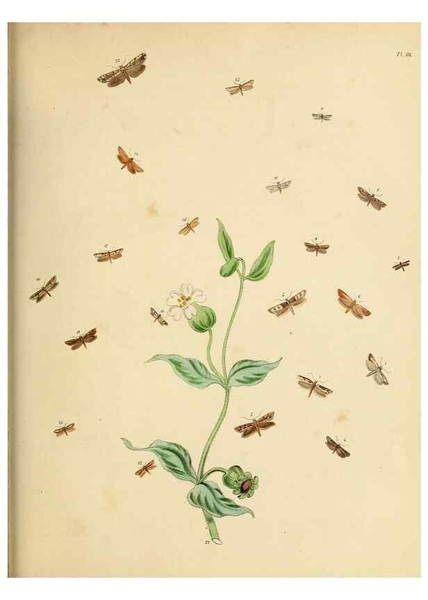 Reproducción/Reproduction 9219097984: British moths and their transformations.. London :W. Smith,1843-45.