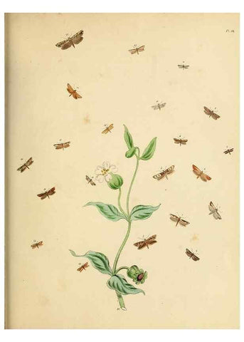 Reproducción/Reproduction 9219097984: British moths and their transformations.. London :W. Smith,1843-45.