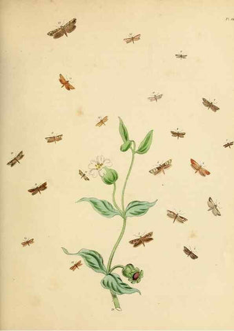 Reproducción/Reproduction 9219097984: British moths and their transformations.. London :W. Smith,1843-45.