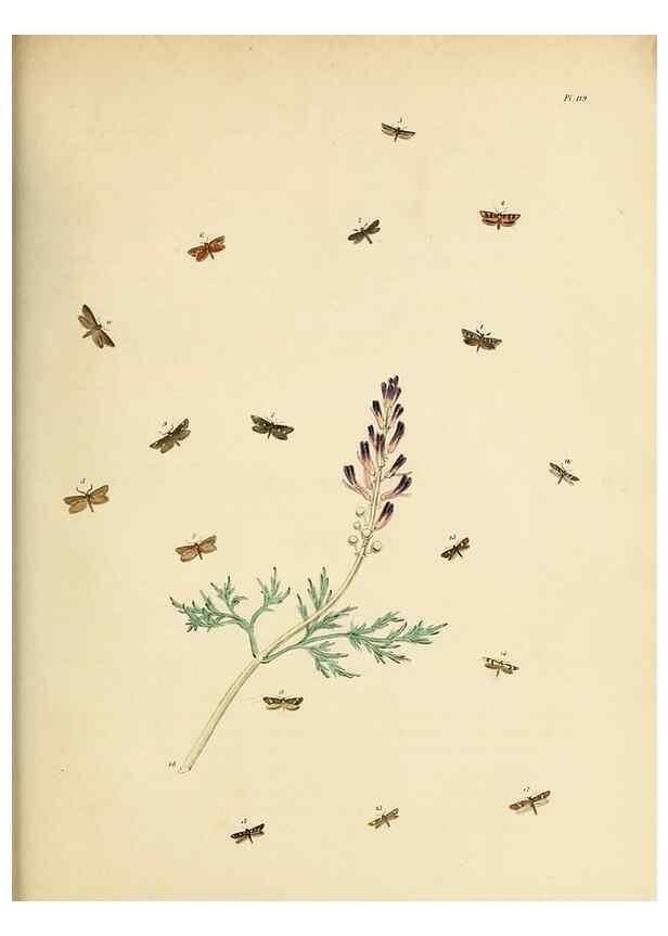 Reproducción/Reproduction 9216325251: British moths and their transformations.. London :W. Smith,1843-45.