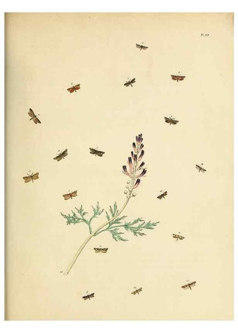 Reproducción/Reproduction 9216325251: British moths and their transformations.. London :W. Smith,1843-45.
