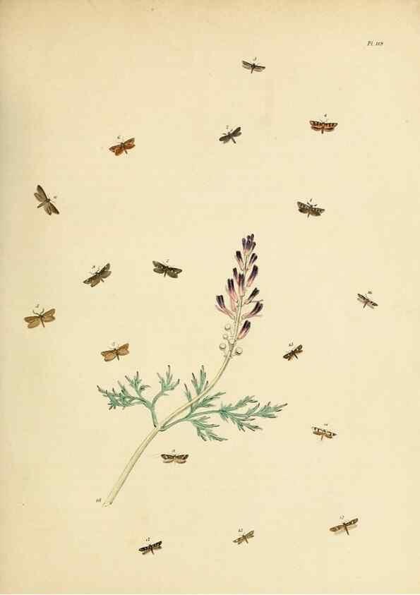 Reproducción/Reproduction 9216325251: British moths and their transformations.. London :W. Smith,1843-45.