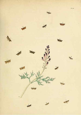 Reproducción/Reproduction 9216325251: British moths and their transformations.. London :W. Smith,1843-45.