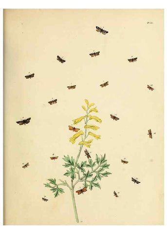 Reproducción/Reproduction 9216326197: British moths and their transformations.. London :W. Smith,1843-45.