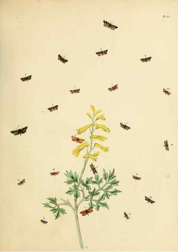 Reproducción/Reproduction 9216326197: British moths and their transformations.. London :W. Smith,1843-45.