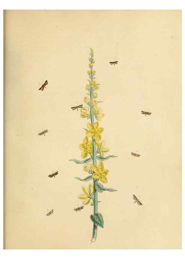 Reproducción/Reproduction 9219101056: British moths and their transformations.. London :W. Smith,1843-45.