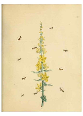Reproducción/Reproduction 9219101056: British moths and their transformations.. London :W. Smith,1843-45.