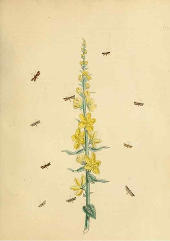 Reproducción/Reproduction 9219101056: British moths and their transformations.. London :W. Smith,1843-45.
