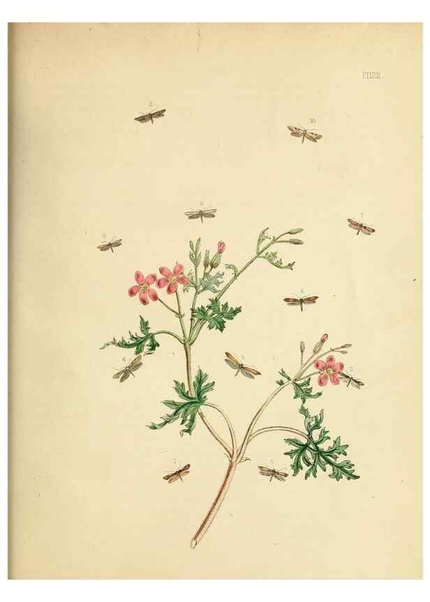 Reproducción/Reproduction 9216328529: British moths and their transformations.. London :W. Smith,1843-45.