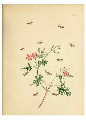 Reproducción/Reproduction 9216328529: British moths and their transformations.. London :W. Smith,1843-45.