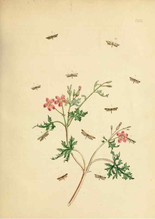 Reproducción/Reproduction 9216328529: British moths and their transformations.. London :W. Smith,1843-45.