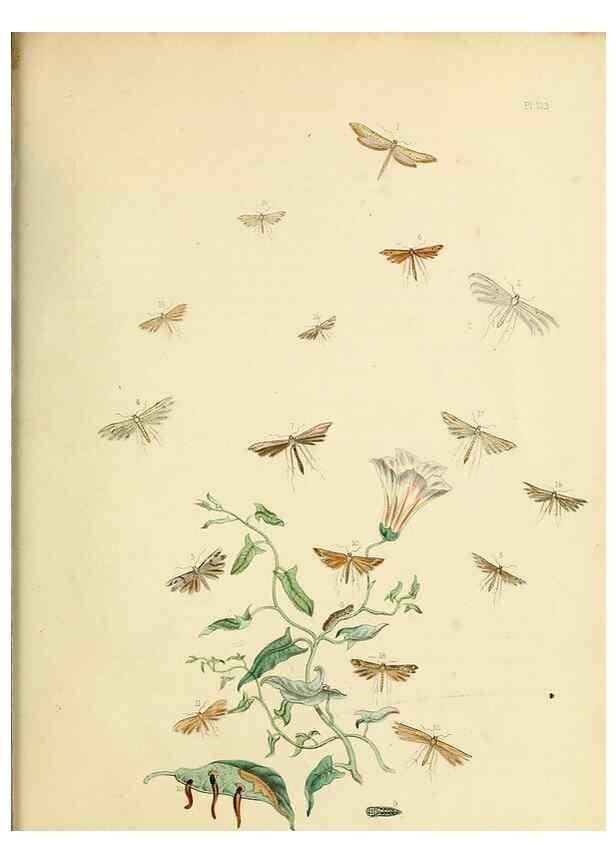 Reproducción/Reproduction 9219103198: British moths and their transformations.. London :W. Smith,1843-45.