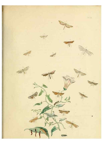 Reproducción/Reproduction 9219103198: British moths and their transformations.. London :W. Smith,1843-45.