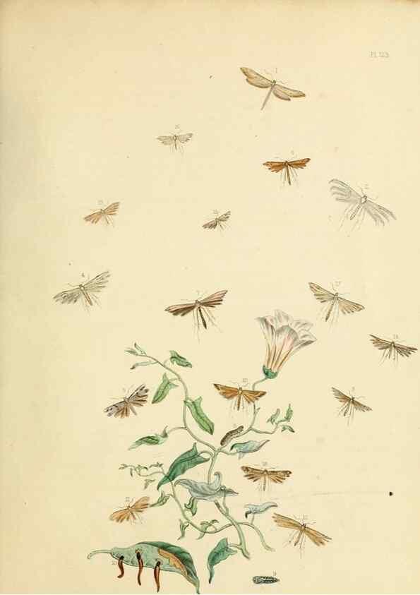 Reproducción/Reproduction 9219103198: British moths and their transformations.. London :W. Smith,1843-45.