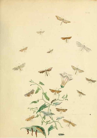 Reproducción/Reproduction 9219103198: British moths and their transformations.. London :W. Smith,1843-45.