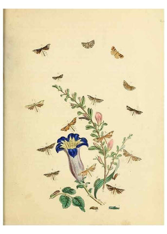 Reproducción/Reproduction 9219104342: British moths and their transformations.. London :W. Smith,1843-45.