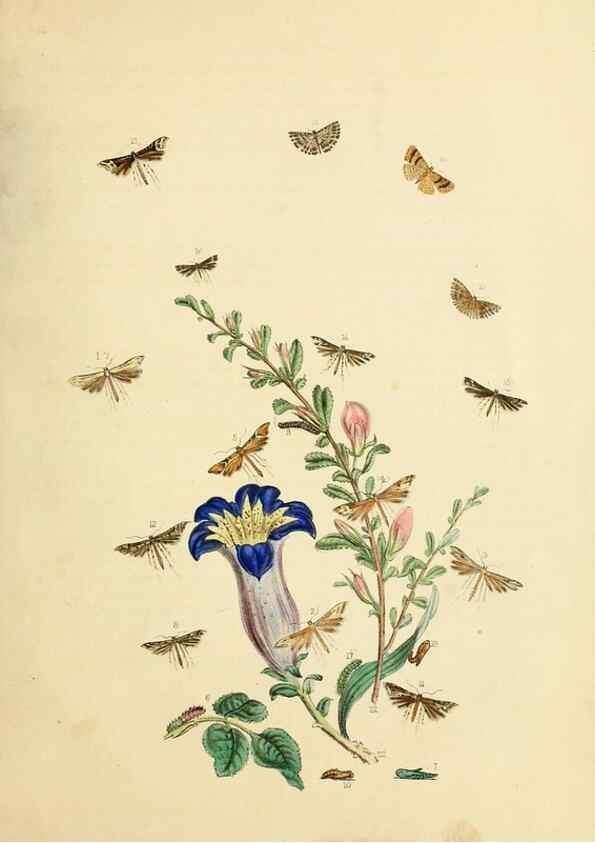 Reproducción/Reproduction 9219104342: British moths and their transformations.. London :W. Smith,1843-45.