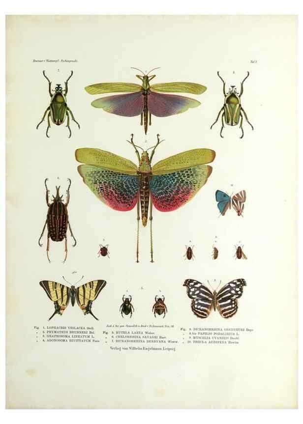 Reproducción/Reproduction 9237127969: Betrachtungen uber die Farbenpracht der Insekten,. Leipzig,Wilhelm Engelmann,1897.