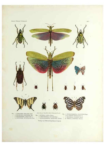 Reproducción/Reproduction 9237127969: Betrachtungen uber die Farbenpracht der Insekten,. Leipzig,Wilhelm Engelmann,1897.