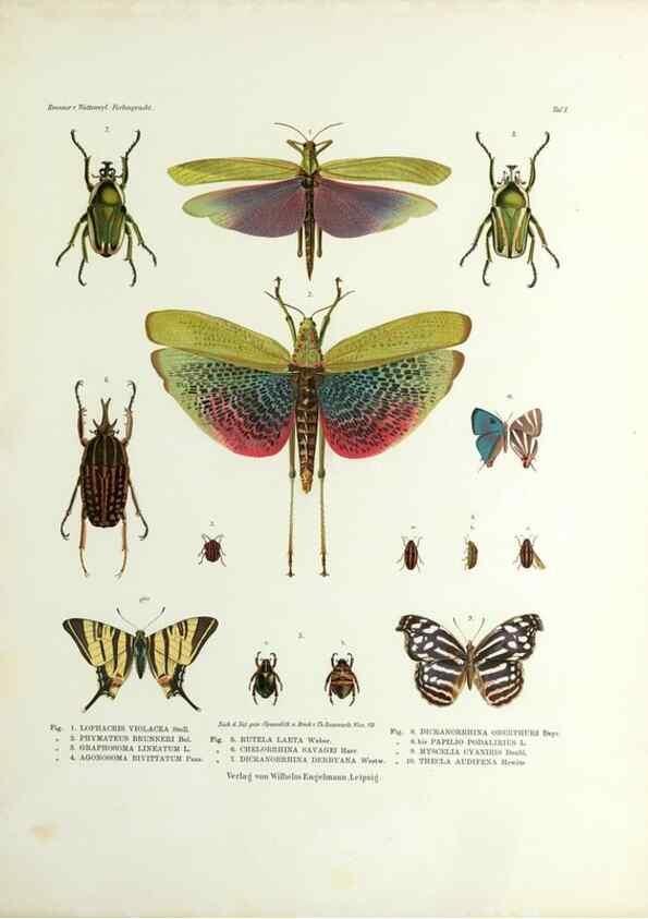 Reproducción/Reproduction 9237127969: Betrachtungen uber die Farbenpracht der Insekten,. Leipzig,Wilhelm Engelmann,1897.