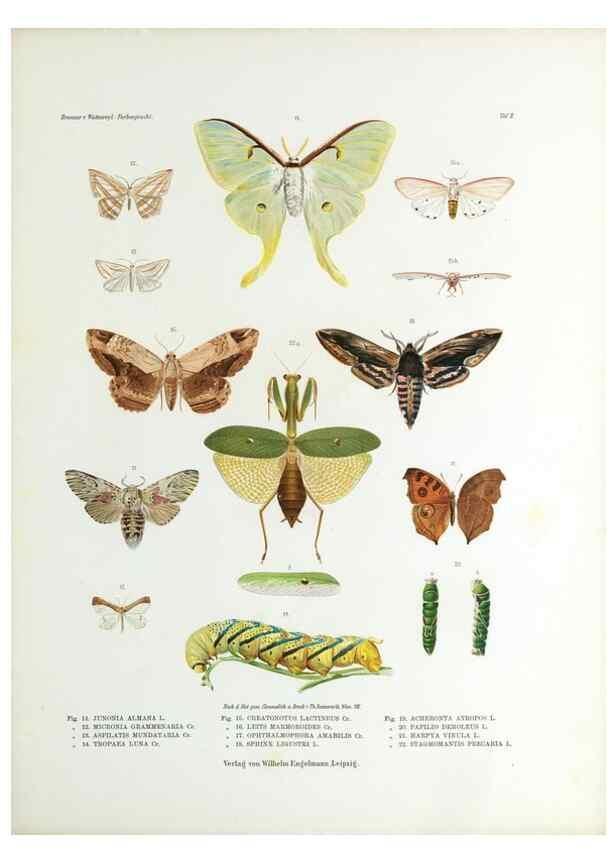 Reproducción/Reproduction 9239908992: Betrachtungen uber die Farbenpracht der Insekten,. Leipzig,Wilhelm Engelmann,1897.