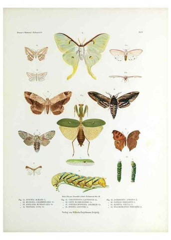 Reproducción/Reproduction 9239908992: Betrachtungen uber die Farbenpracht der Insekten,. Leipzig,Wilhelm Engelmann,1897.