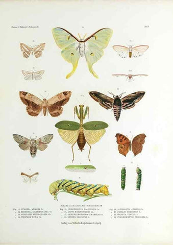 Reproducción/Reproduction 9239908992: Betrachtungen uber die Farbenpracht der Insekten,. Leipzig,Wilhelm Engelmann,1897.