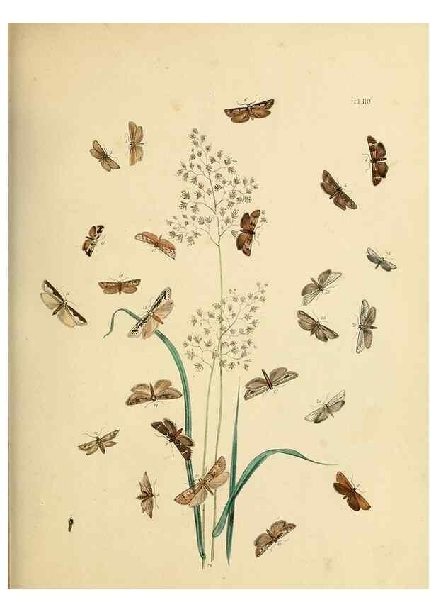 Reproducción/Reproduction 9219088752: British moths and their transformations.. London :W. Smith,1843-45.