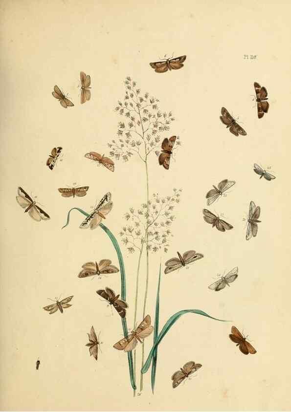 Reproducción/Reproduction 9219088752: British moths and their transformations.. London :W. Smith,1843-45.