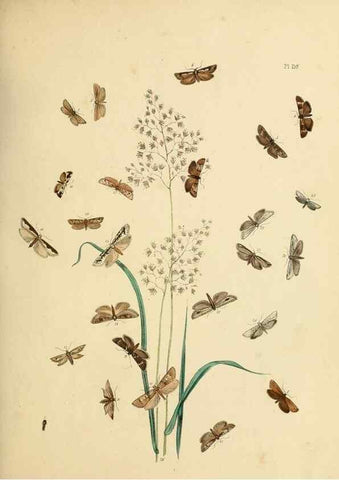 Reproducción/Reproduction 9219088752: British moths and their transformations.. London :W. Smith,1843-45.