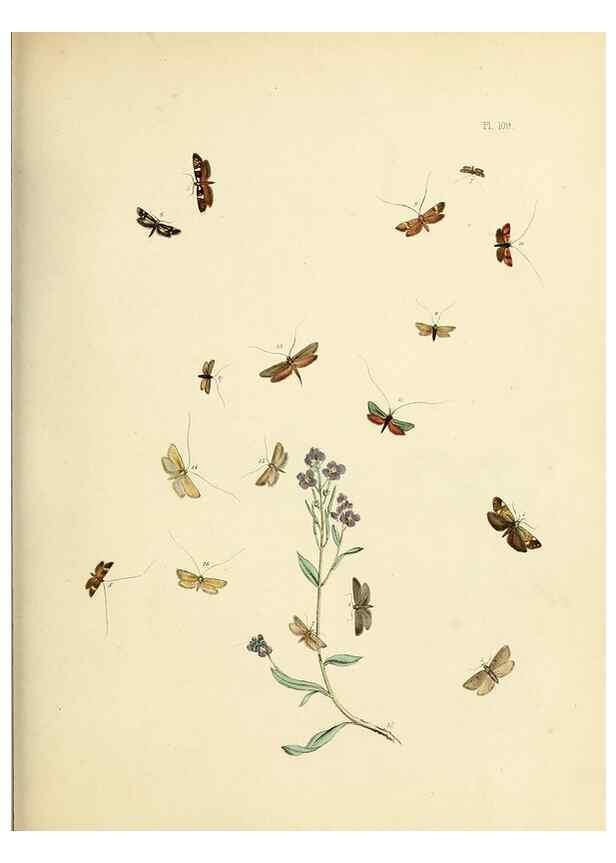Reproducción/Reproduction 9216313715: British moths and their transformations.. London :W. Smith,1843-45.