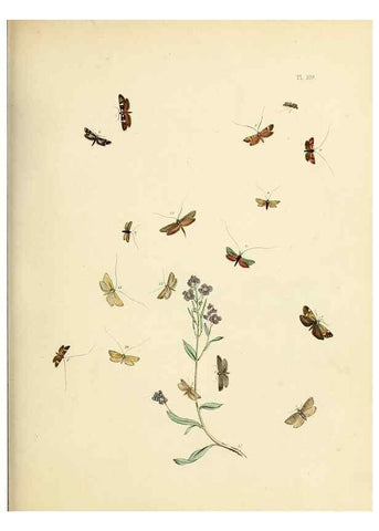 Reproducción/Reproduction 9216313715: British moths and their transformations.. London :W. Smith,1843-45.