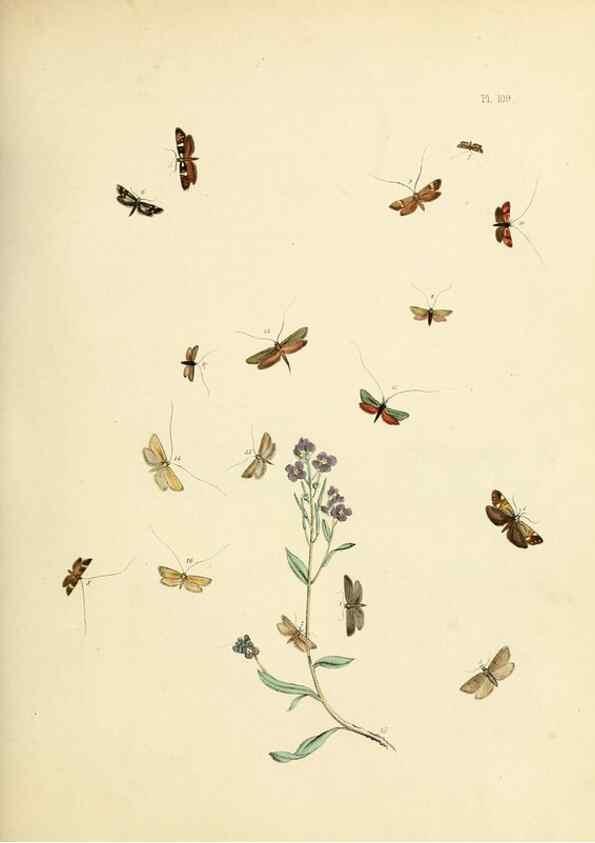 Reproducción/Reproduction 9216313715: British moths and their transformations.. London :W. Smith,1843-45.