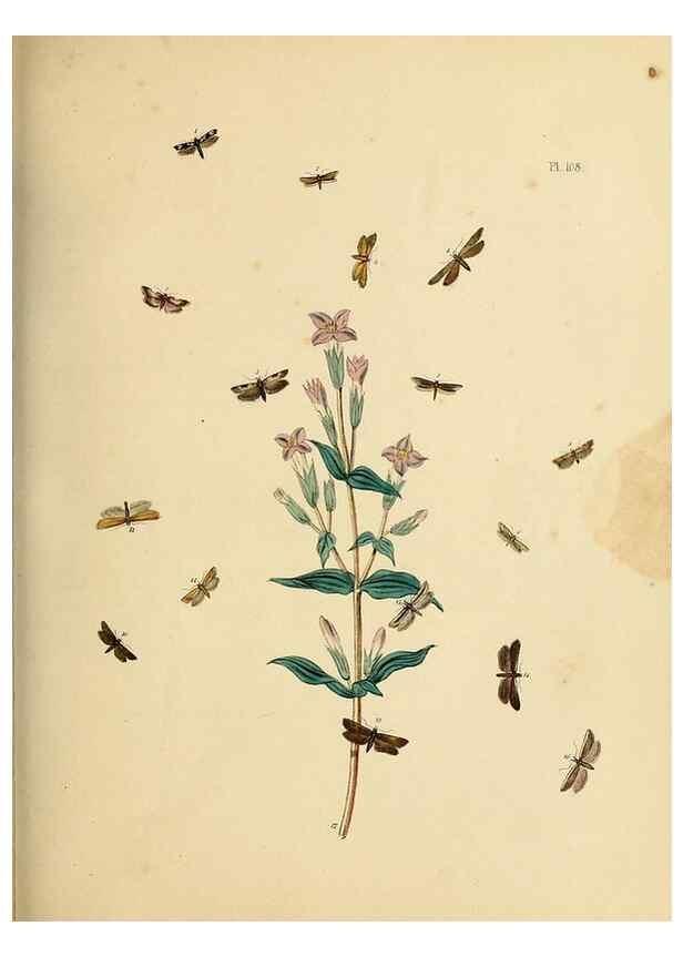 Reproducción/Reproduction 9216312731: British moths and their transformations.. London :W. Smith,1843-45.