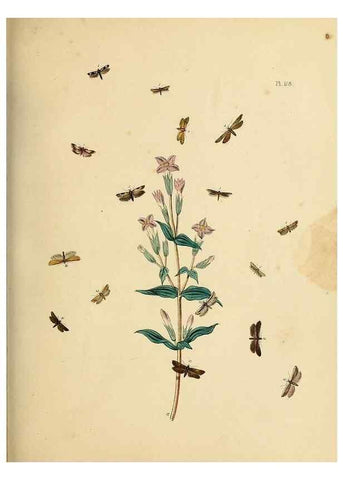 Reproducción/Reproduction 9216312731: British moths and their transformations.. London :W. Smith,1843-45.