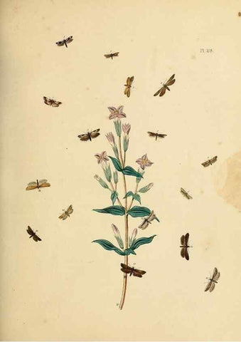 Reproducción/Reproduction 9216312731: British moths and their transformations.. London :W. Smith,1843-45.