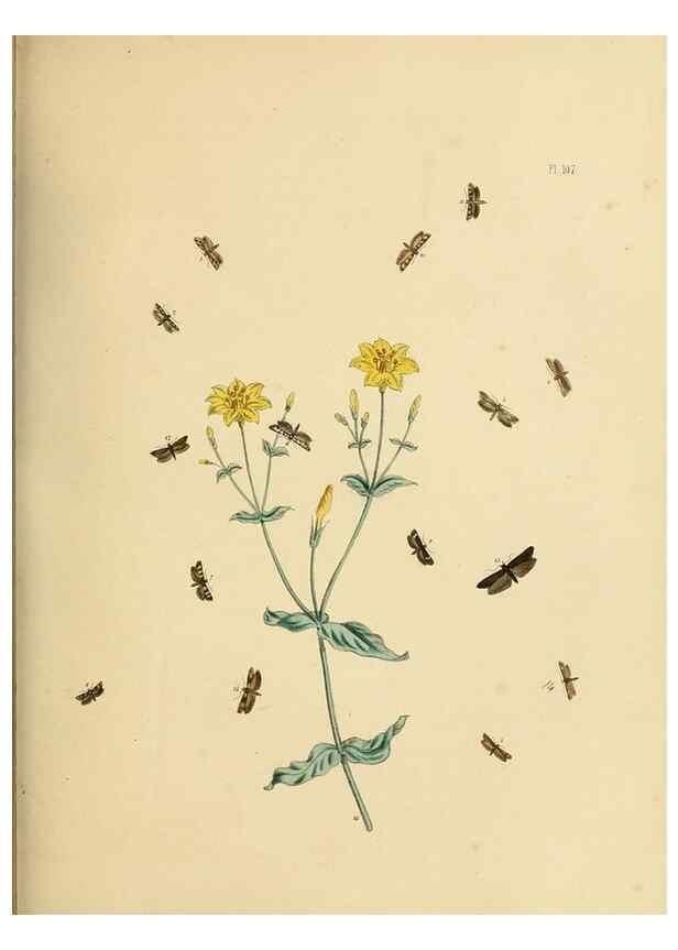 Reproducción/Reproduction 9216311733: British moths and their transformations.. London :W. Smith,1843-45.