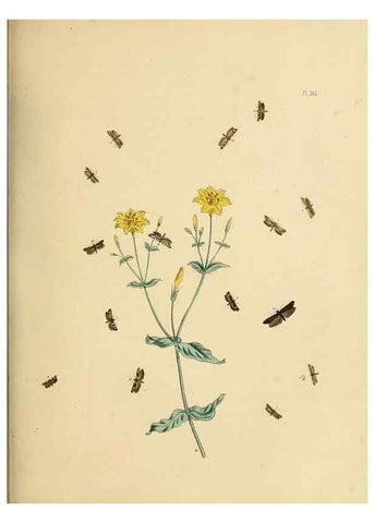 Reproducción/Reproduction 9216311733: British moths and their transformations.. London :W. Smith,1843-45.
