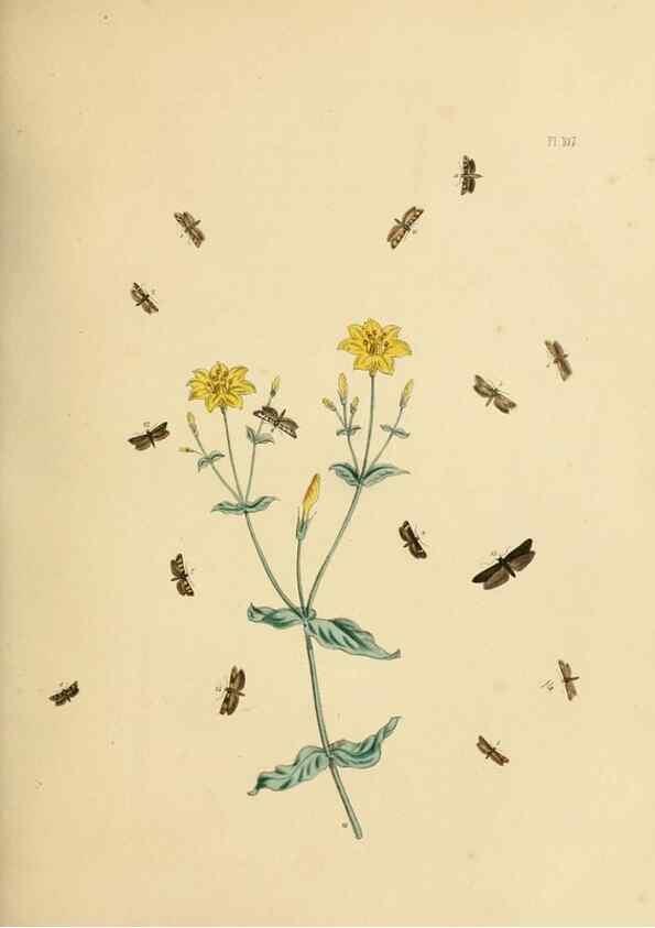 Reproducción/Reproduction 9216311733: British moths and their transformations.. London :W. Smith,1843-45.
