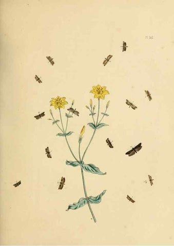 Reproducción/Reproduction 9216311733: British moths and their transformations.. London :W. Smith,1843-45.