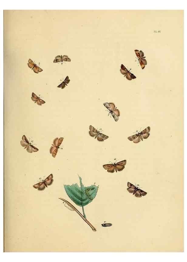 Reproducción/Reproduction 9219068744: British moths and their transformations.. London :W. Smith,1843-45.