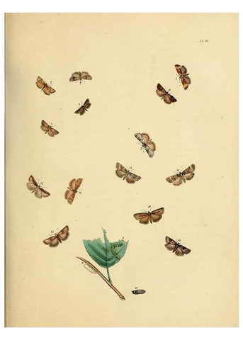 Reproducción/Reproduction 9219068744: British moths and their transformations.. London :W. Smith,1843-45.