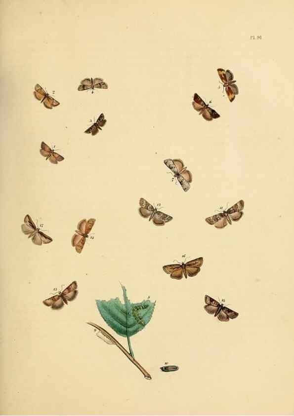 Reproducción/Reproduction 9219068744: British moths and their transformations.. London :W. Smith,1843-45.