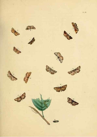 Reproducción/Reproduction 9219068744: British moths and their transformations.. London :W. Smith,1843-45.