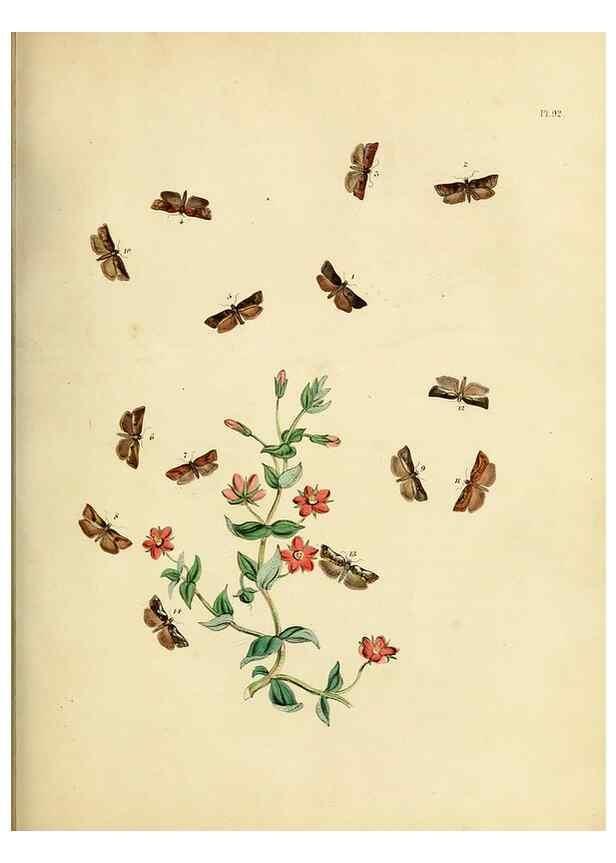 Reproducción/Reproduction 9216295725: British moths and their transformations.. London :W. Smith,1843-45.