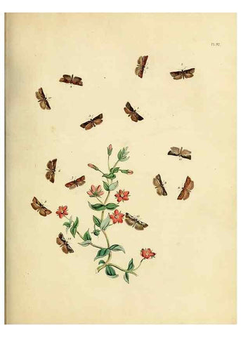 Reproducción/Reproduction 9216295725: British moths and their transformations.. London :W. Smith,1843-45.